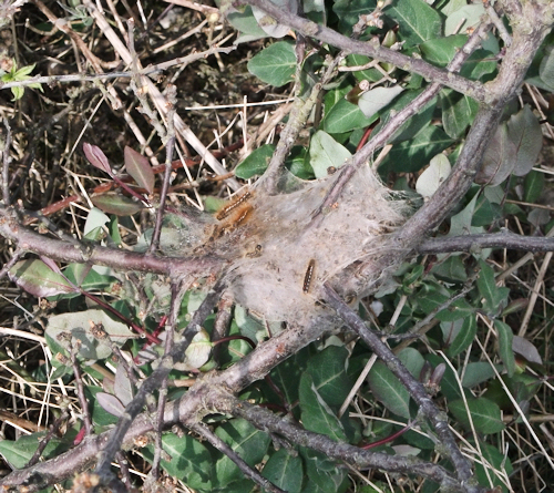 A Brown Tail Moth Caterpillar Tent